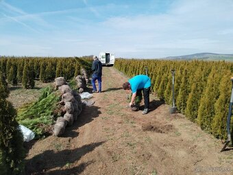 Tuja Smaragd, vavrínovec, červienka, gaštan - Prievidza - 8
