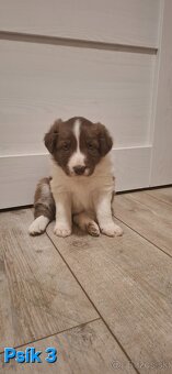 Borderská kólia, Border kólia bez PP - 8