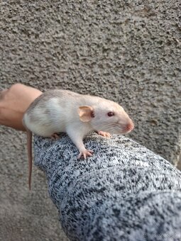 Predám potkanika Dumbo - 8