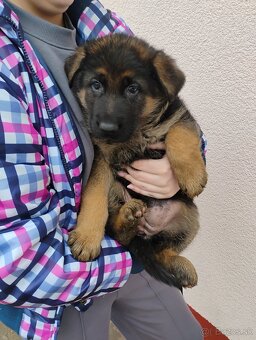 Nemecký ovčiak - 8