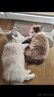 Ragdoll na krytie - 8