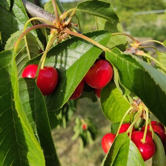 🍒🍒čerešne 🍒🍒 - 8