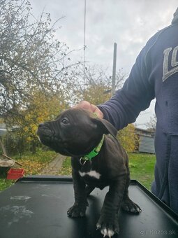 American bully pocket - 8