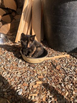 🐱 DARUJEM MAČIATKA 🐱 - 8