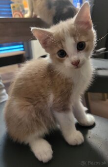 Darujem maciatko - 8