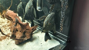 Panaque SP Spotted L330 - 8