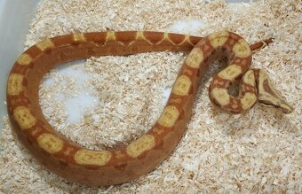 Boa imperator - Keltic VPI Sunglow, Aztec VPI Sunglow - 8