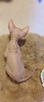 Kanadský sphynx - 8
