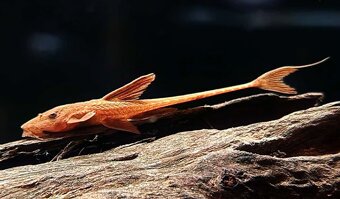 Akvárium 450L Diversa + skrinka + filter + JBL UV lampa + - 8