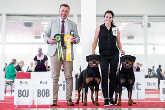 Štěniatka rotvajler s PP - Rottweiler štěniatko - 8
