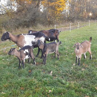 Mohutný podielový AN capko - 8