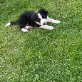 Border kólia šteniatka - 8