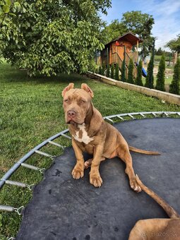 American bully XL - 8