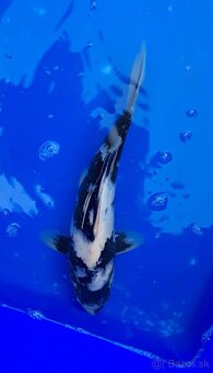 Koi Kapre - 8