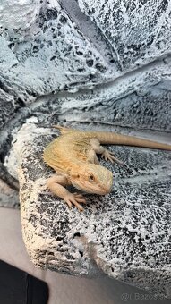 Agama bradata - Zero , het Zero 🦎 - 8