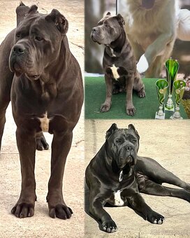Cane Corso šteniatka s PP / predbežná rezervácia - 8