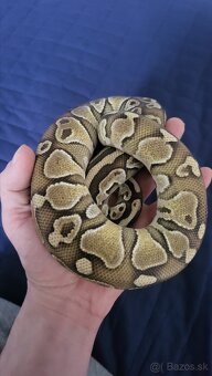 Pyton python regius kráľovský - 8