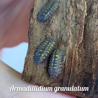 Isopody - čističi aj hobby druhy - 8