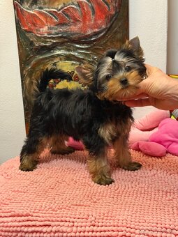 Yorkshire Terrier, Mini Yorkshire, yorki, jorksir - 8
