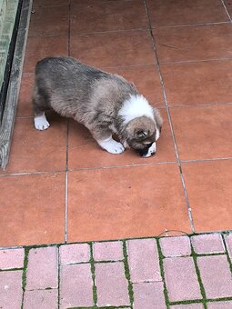 Stredoázijský ovčiak - 8