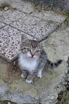 Darujem mačiatka - 8