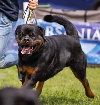 Rotvajler, rottweiler - 8