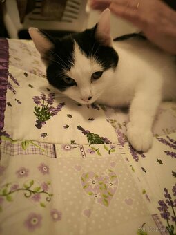 Mačiatka do dobrých rúk - 8