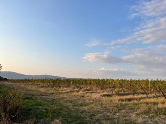 Prenájom vinohradu – Štefanová - 8