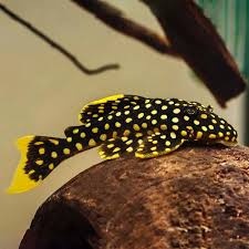 pleco - 8