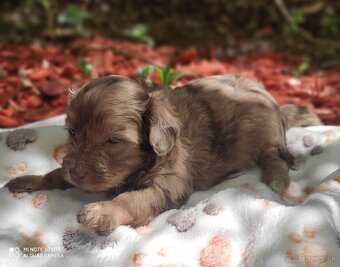 Maltipoo - 8