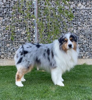 Australsky ovciak - Krytie, PP - 8