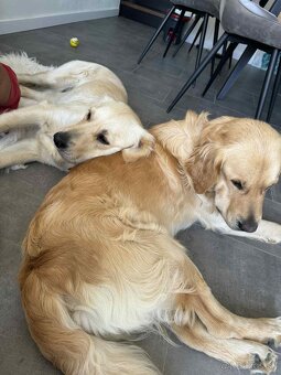 Predaj / Rezervácia šteniatok Zlatého retrievera - 8