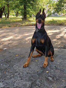 Príjmem predbežné rezervácie - Doberman - 8