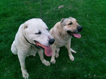 Prodám štěňata stredoázijských ovčáku - 8