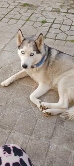 Sibirsky husky - 8