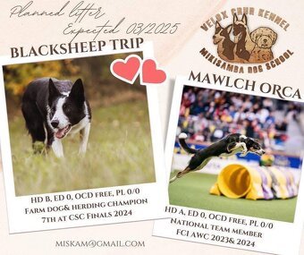 Border collie psik - 8