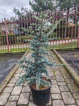 Predaj okrasnych drevin - 8