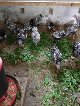 Wyandotka zdrobnela čiernolemovaná - 8