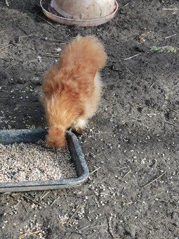 Nasadové vajíčka hodvábnicka - 8