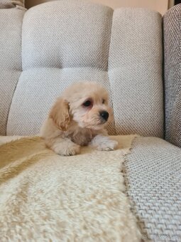 Maltipoo - 8