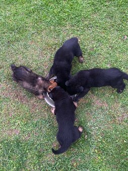 Nemecký ovčiak-šteniatka - 8