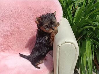 Yorkshire terrier - 8