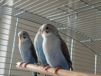 predám andulky čiernokrídle - 8