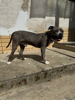 American Bully - 8