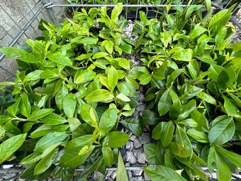 Vavrinovec lekarsky novita živy plot - 8