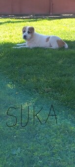 stredoázijský ovčiak s PP FCI - 8