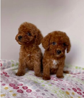 Dark Red Poodle girls pudel pudlik pudl - 8