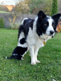 Šteniatka border kólia - 8