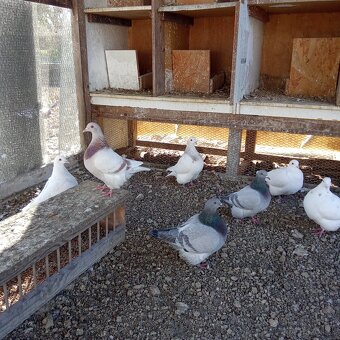 Predam holuby texan - 8