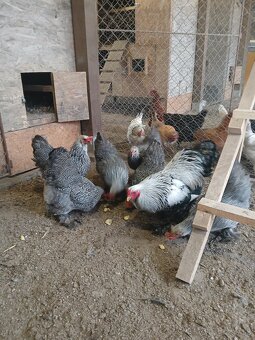 Násadové vajcia - 8